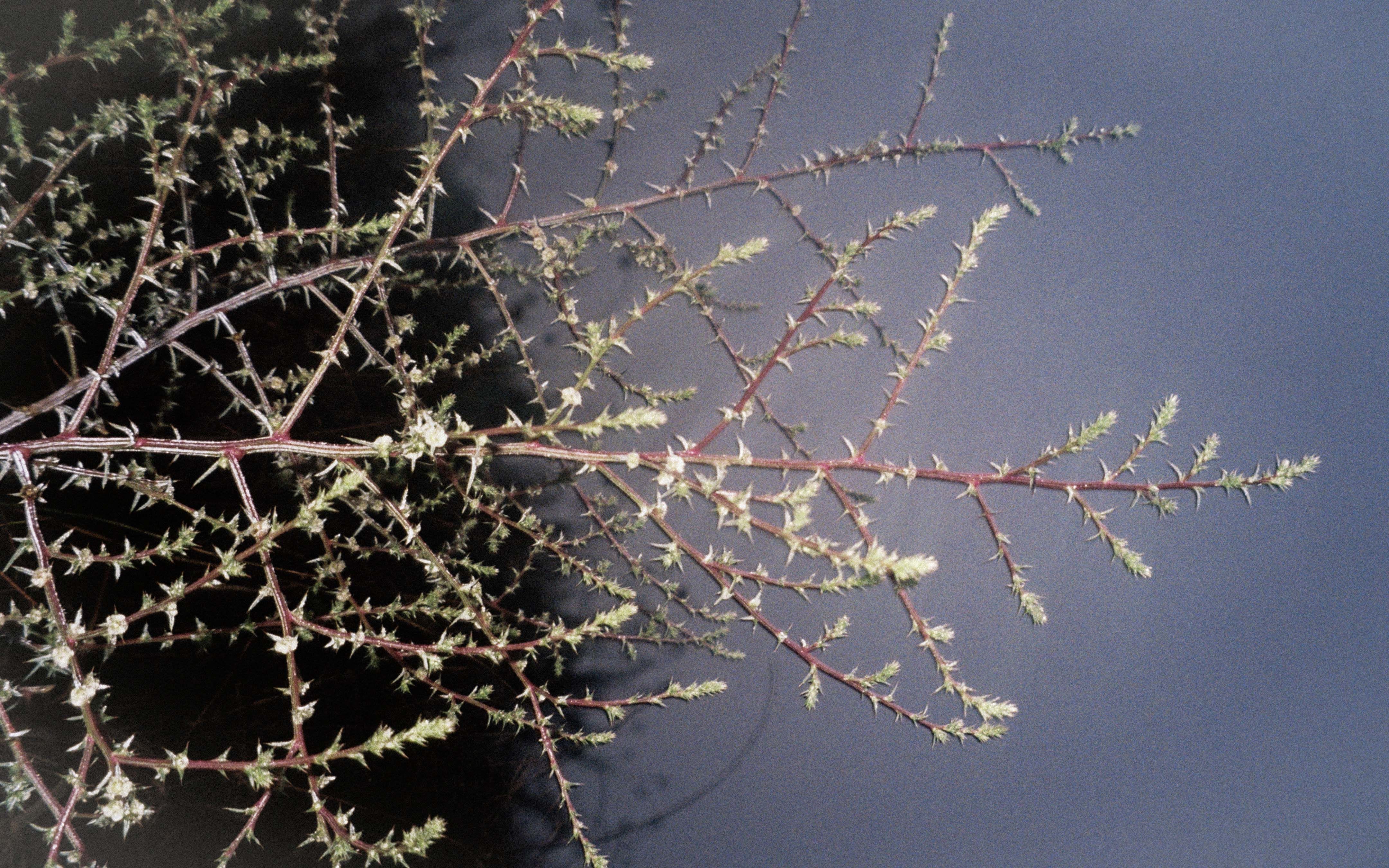 project assets image