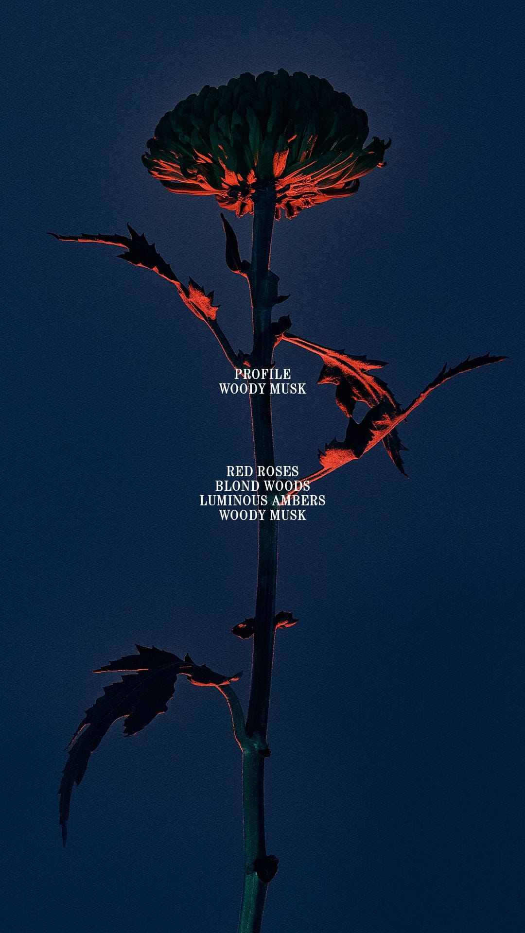 project assets image