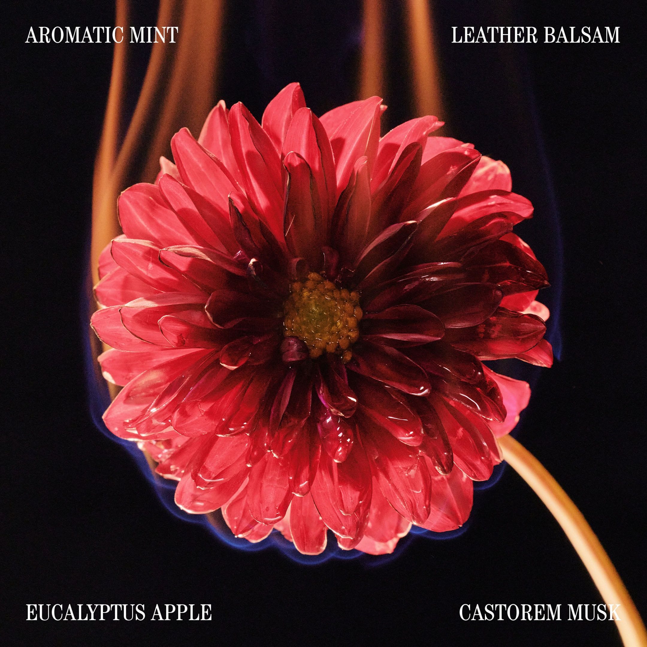 project assets image